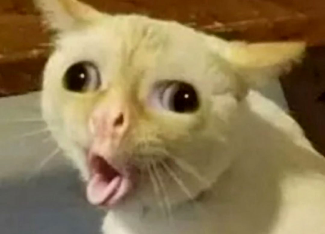 Coughing Cat Template - Stairs, Tongue Sticking Out, Wall-Eyed - Chat Langue.jpg