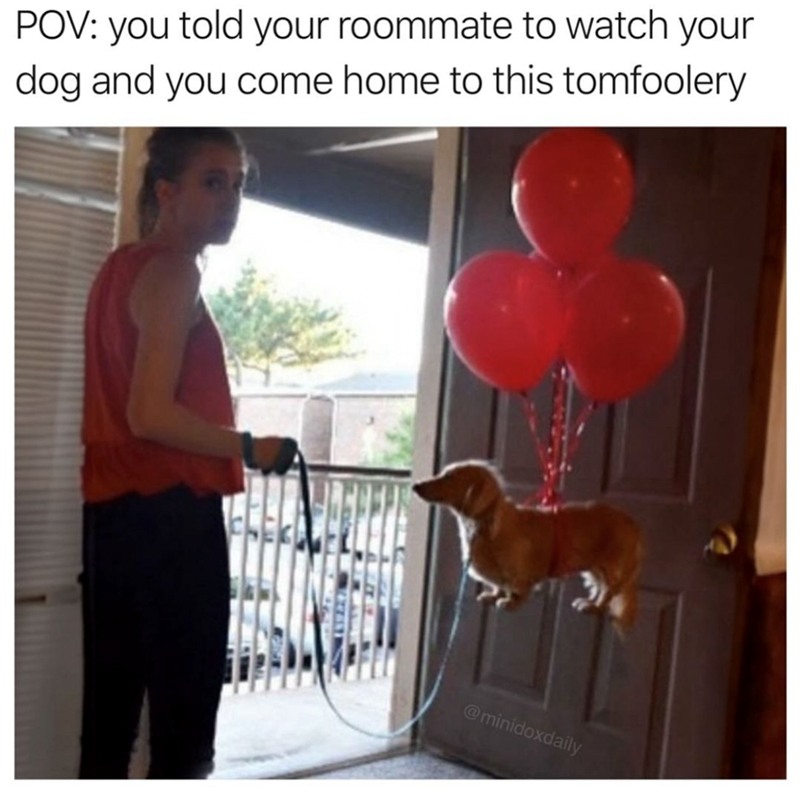 pov-told-roommate-watch-dog-and-come-home-this-tomfoolery-minidoxdaily.png