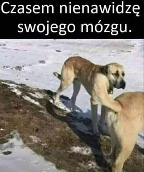 Best Polish Memes (1114).jpg