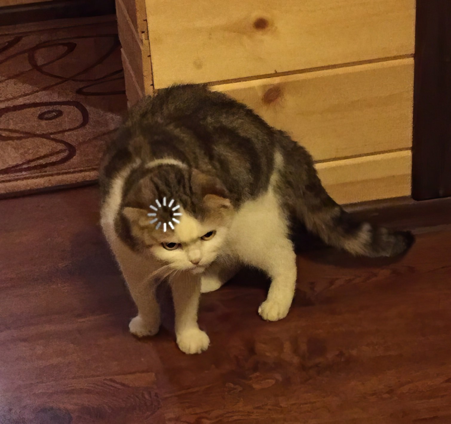 Loading cat.jpg