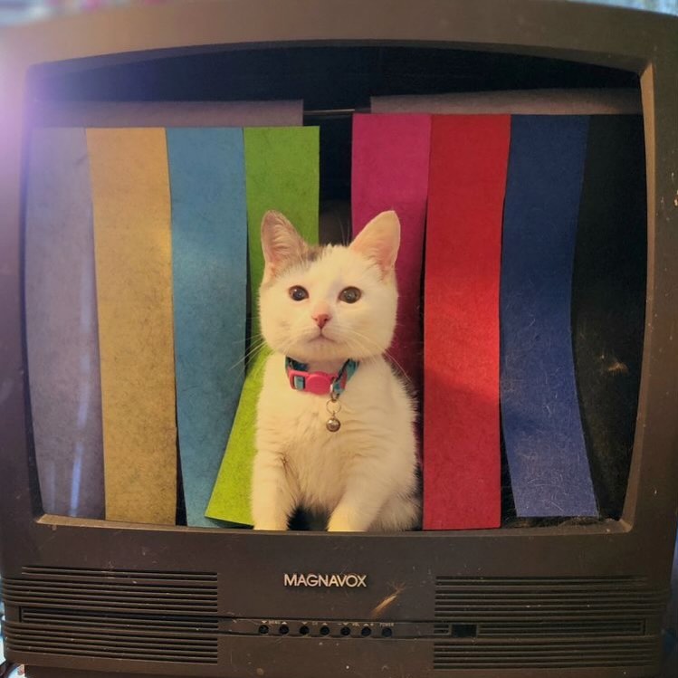 RT @PunchingCat: https://t.co/kWgTN6wnRT