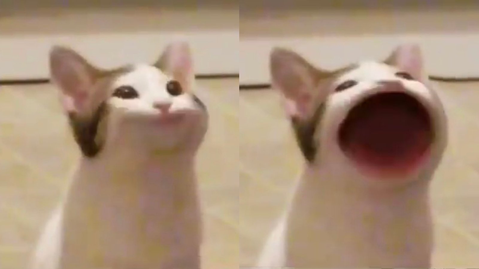 pop cat.jpg