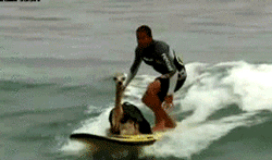 lama surf.gif