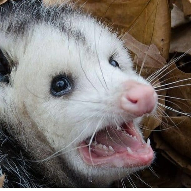 possum