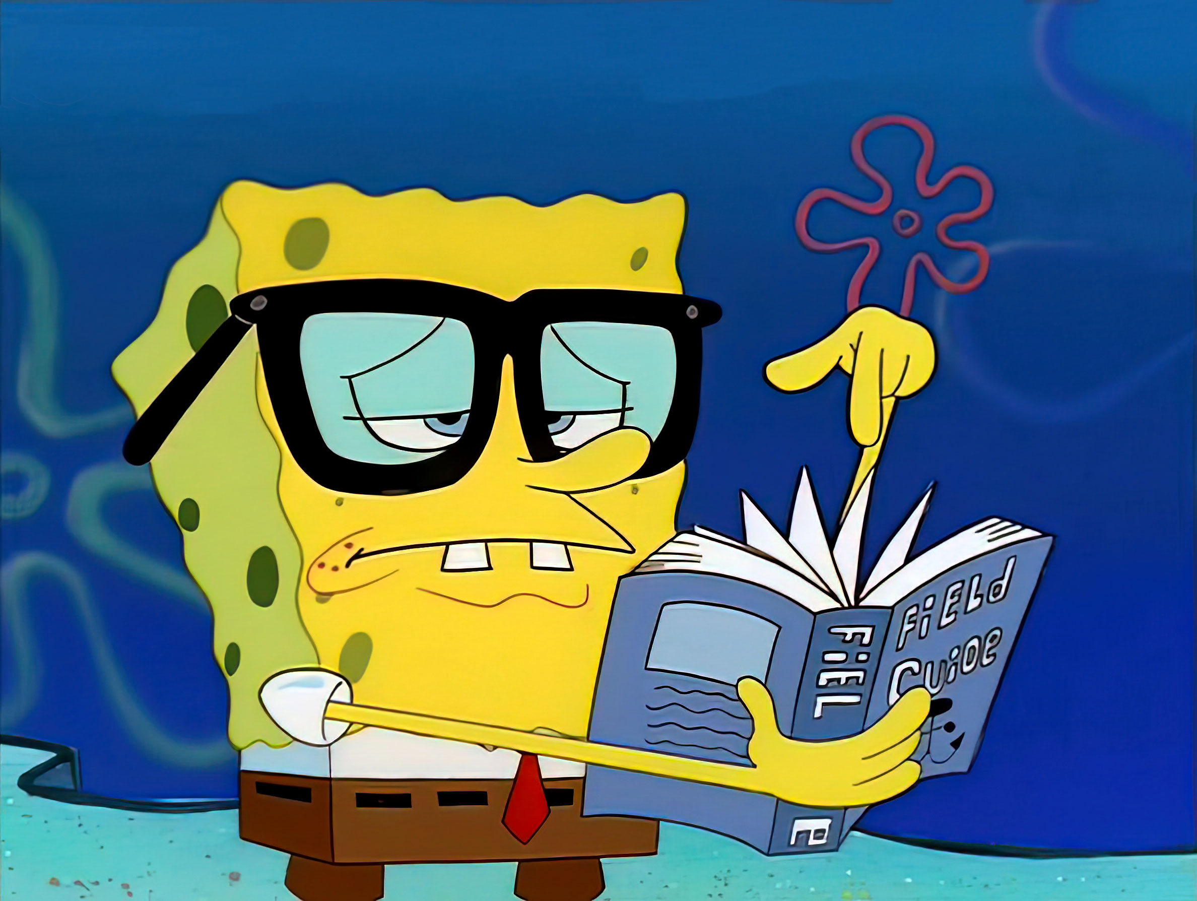 Bob l_éponge connaisseur.jpg