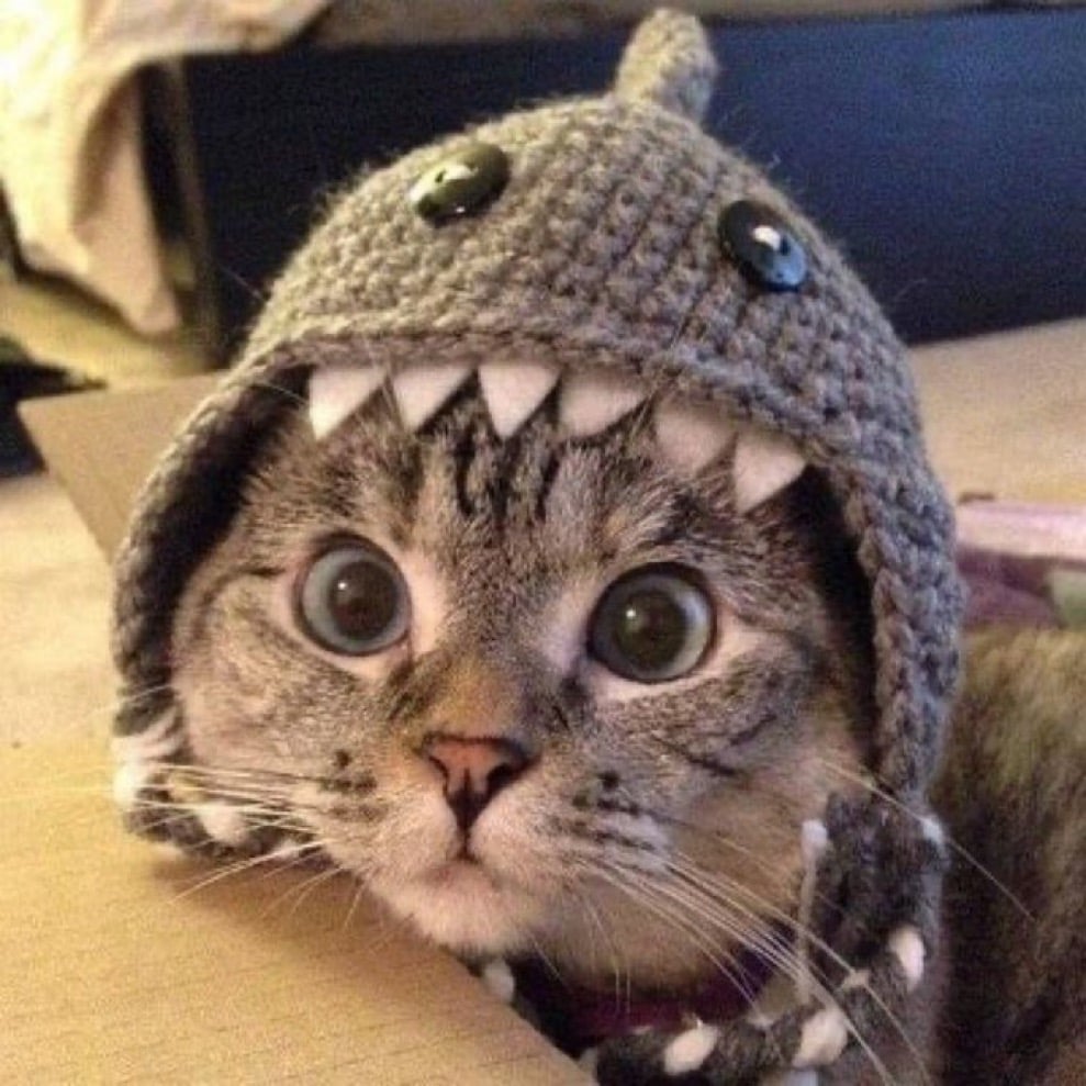 Sharkcat