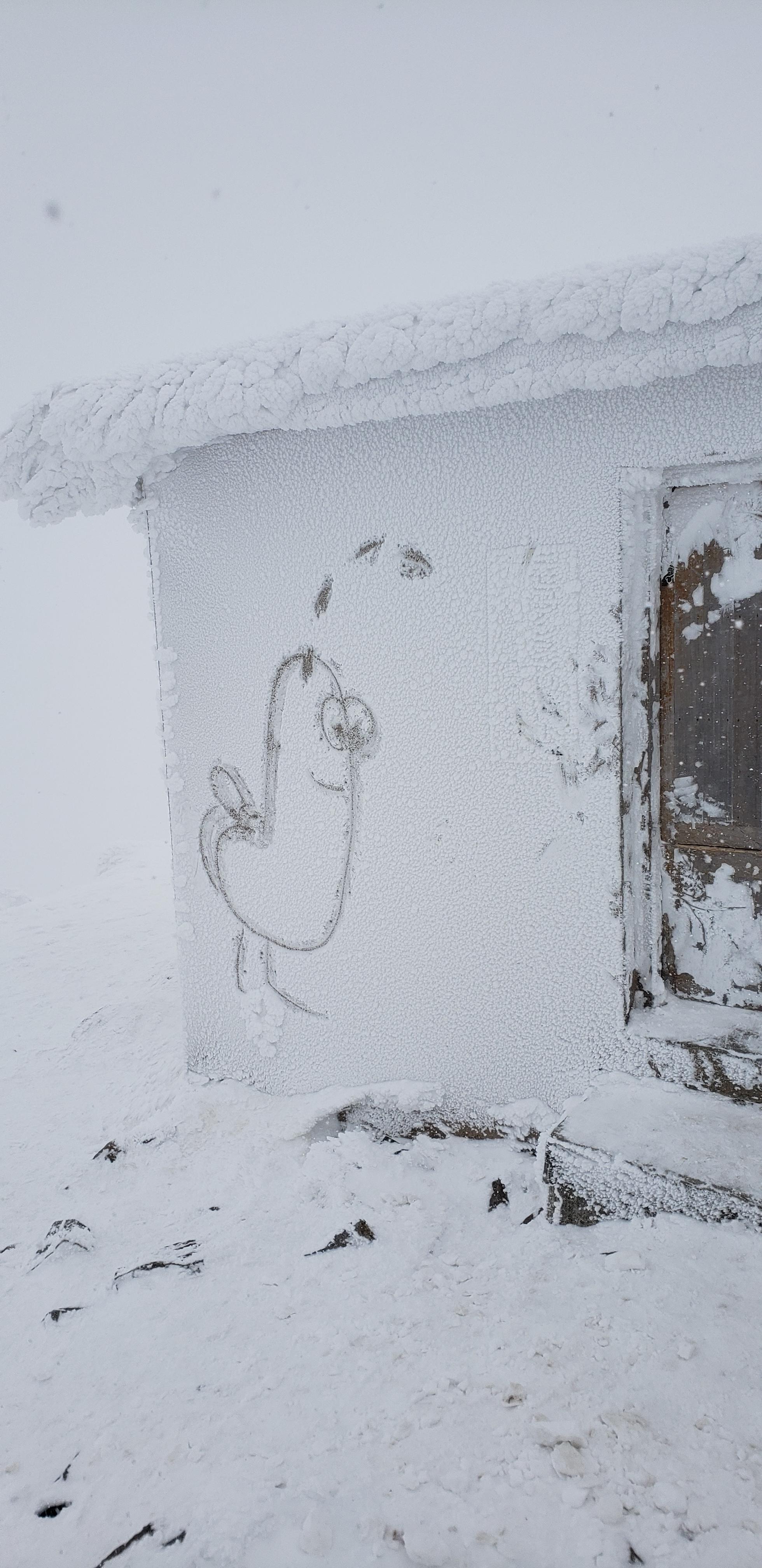 Wild dickbutt found on top of mountain in Japan! - Imgur.jpg