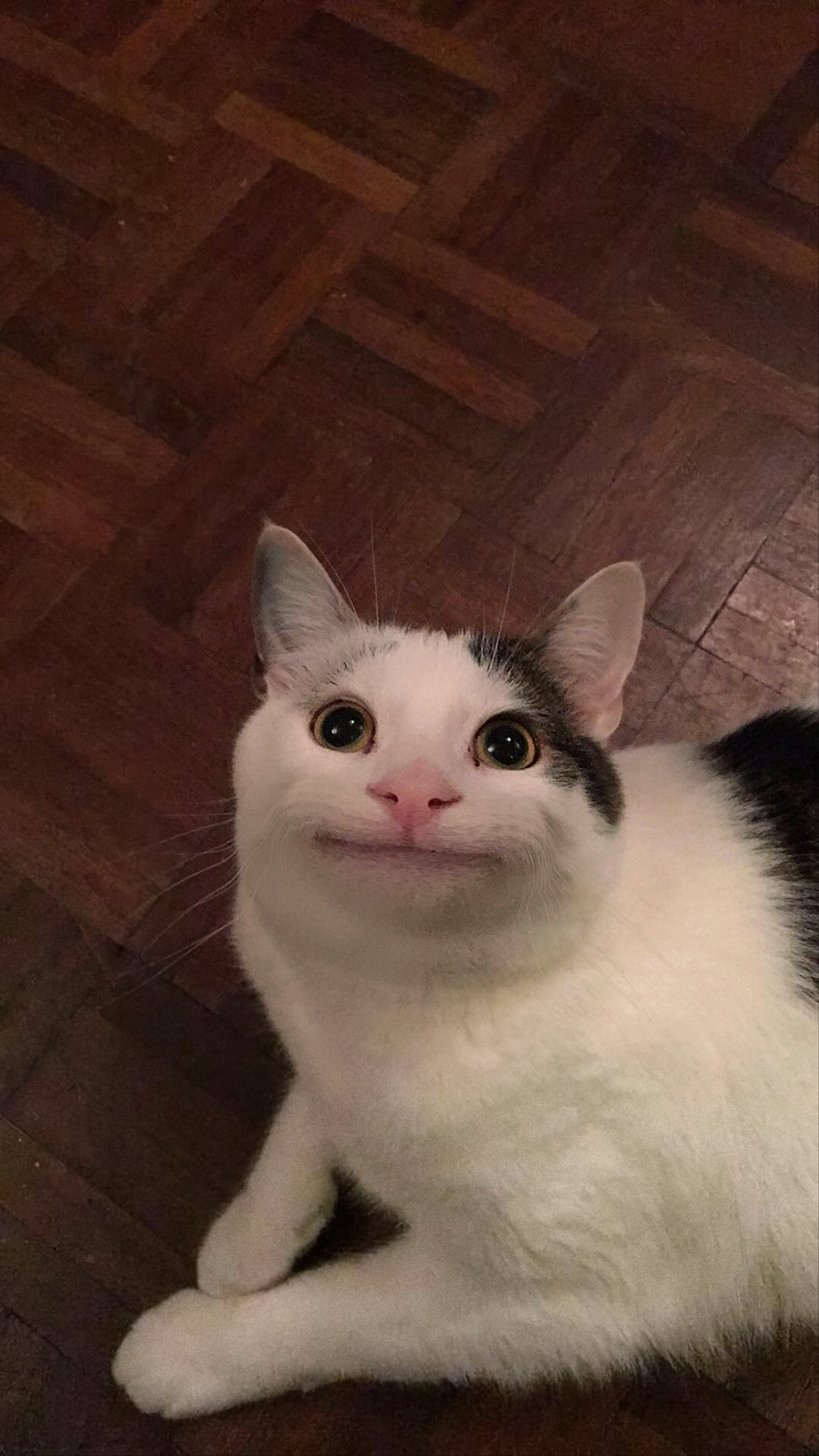 Polite Cat _ He Looks Very Polite Template - Chat Troll.png
