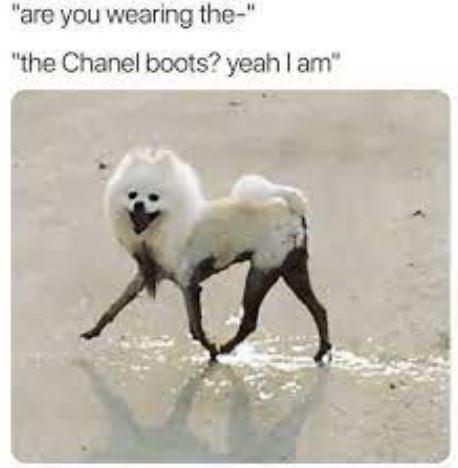Dog chanel boots.JPG