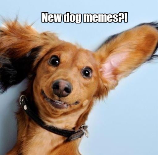 Dog Memes