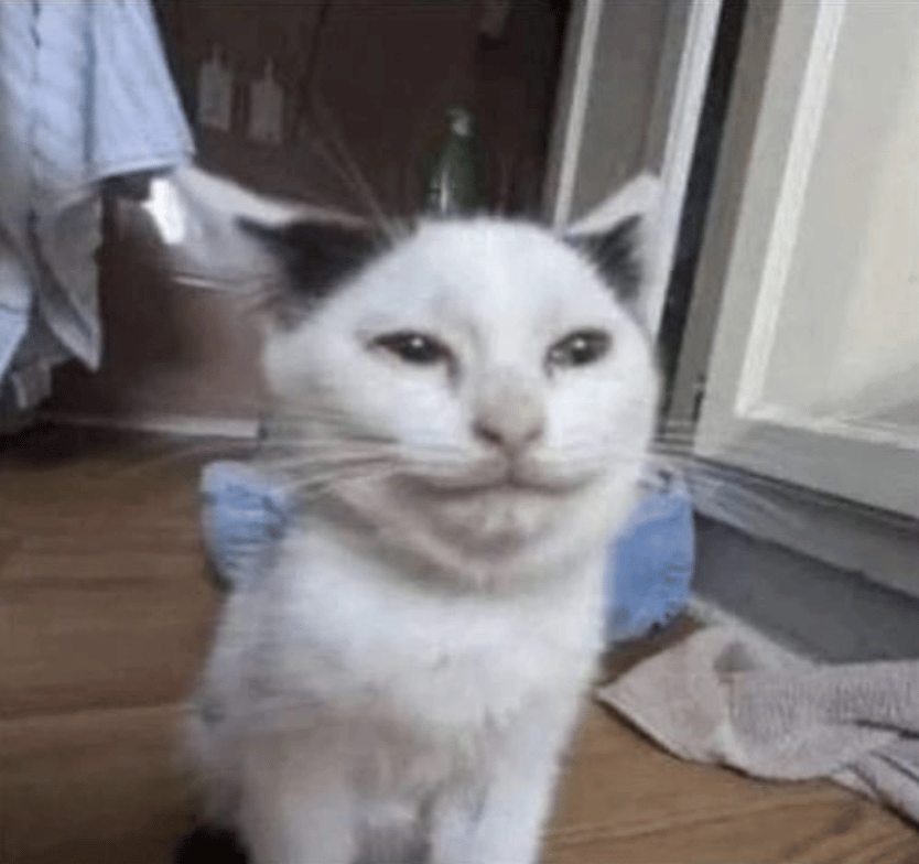 cats